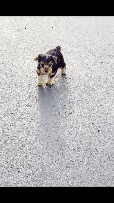 Suki, a male Yorkshire Terrier for sale in Warsaw, IN – 8 of 8