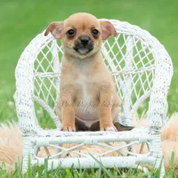 Cortez, a male Chihuahua for sale in Warsaw, IN – 4 of 6