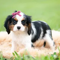 Missy UABR, a female Cavalier King Charles Spaniel for sale in Warsaw, IN – 2 of 5