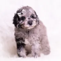 romeo, a male Poodle - Toy  for sale in Warsaw, IN – 5 of 8