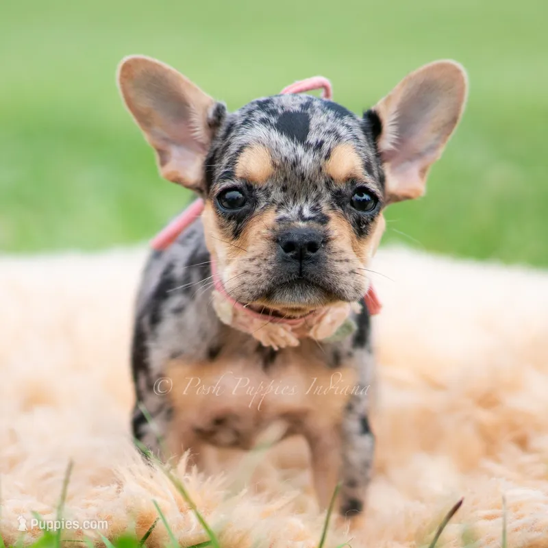 Cookie – French Bulldog puppy for sale in Warsaw, IN