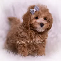 Teeko, a male Maltipoo for sale in Warsaw, IN – 2 of 6
