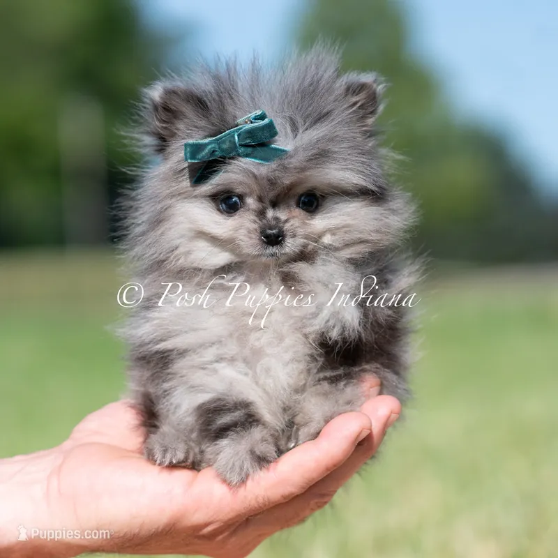 Cooper AKC TINY – Pomeranian puppy for sale in Warsaw, IN