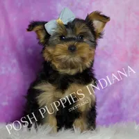 Buttons, a male Yorkshire Terrier for sale in Warsaw, IN – 5 of 5