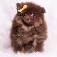 Hershey, a male Pomeranian for sale in Warsaw, IN – 2 of 6