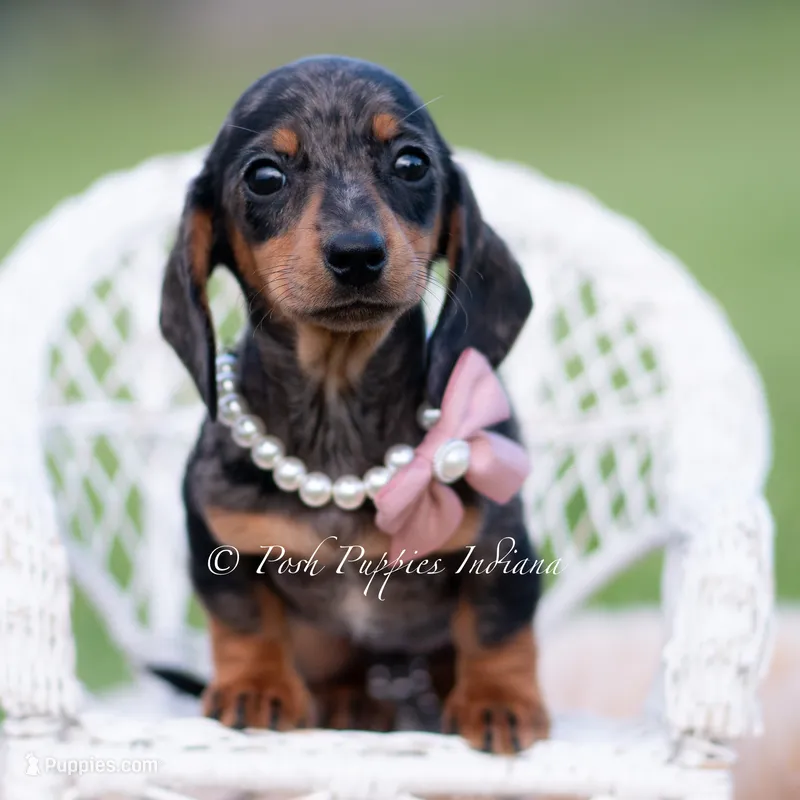 SADIE AKC – Miniature Dachshund puppy for sale in Warsaw, IN