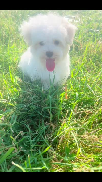Mochi, a male Maltese for sale in Warsaw, IN – 9 of 9