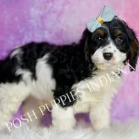 Scooby, a male Cavapoo for sale in Warsaw, IN – Photo 6 of 7