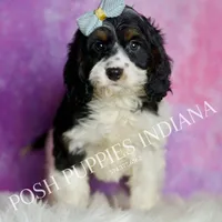 Scooby, a male Cavapoo for sale in Warsaw, IN – Photo 2 of 7