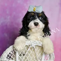 Scooby, a male Cavapoo for sale in Warsaw, IN – Photo 4 of 7