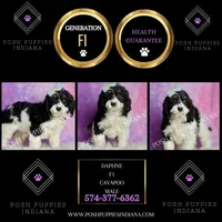 Scooby, a male Cavapoo for sale in Warsaw, IN – Photo 5 of 7