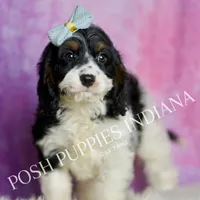Scooby, a male Cavapoo for sale in Warsaw, IN – Photo 7 of 7