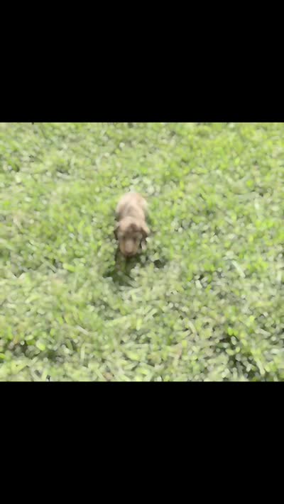 Sprout AKC, a male Miniature Dachshund for sale in Warsaw, IN – 8 of 8