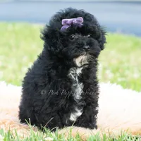 Paisley, a female Poodle - Toy  for sale in Warsaw, IN – 4 of 6