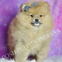 Rocky, a male Pomeranian for sale in Warsaw, IN – 6 of 6