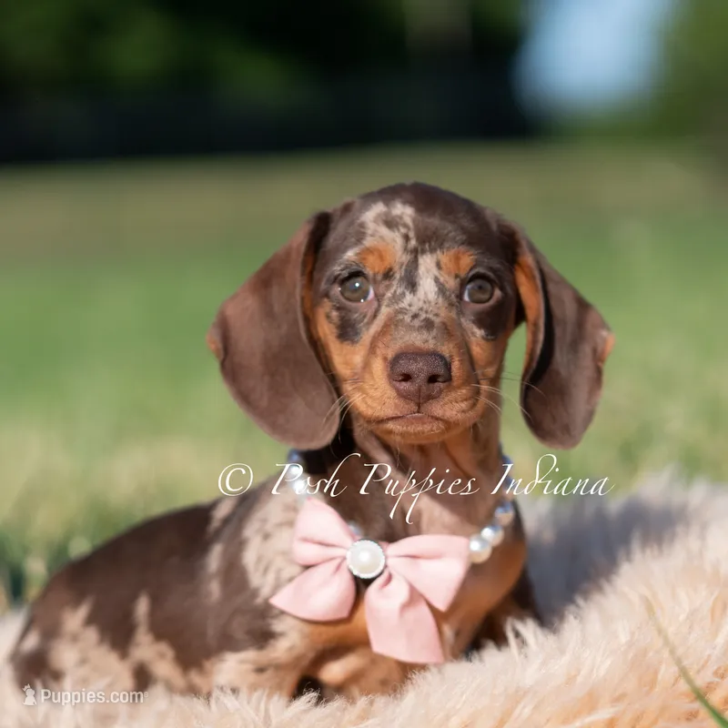 Cosette AKC – Miniature Dachshund puppy for sale in Warsaw, IN