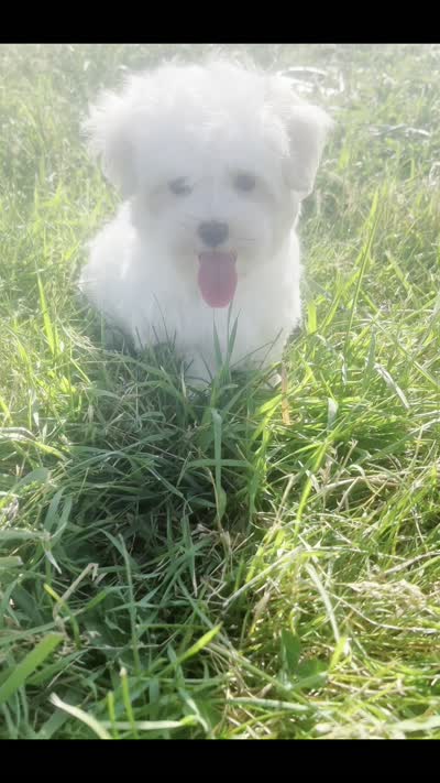 Mochi, a male Maltese for sale in Warsaw, IN – 9 of 9