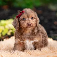 Willy wonka, a male Yorkshire Terrier and Poodle - Toy  for sale in Warsaw, IN – 4 of 8