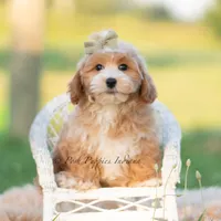 briggs, a male Poodle - Toy  for sale in Warsaw, IN – 2 of 6
