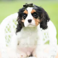 Charles UABR, a male Cavalier King Charles Spaniel for sale in Warsaw, IN – 5 of 6