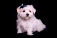 tatertot, a male Maltese for sale in Warsaw, IN – 10 of 10