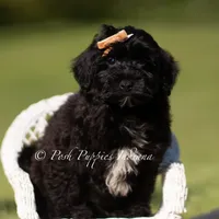 pixel, a male Yorkipoo for sale in Warsaw, IN – 5 of 6