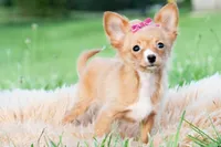 Honeybee, a female Chihuahua for sale in Warsaw, IN – 3 of 10