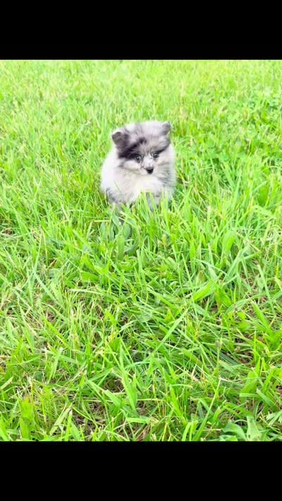 Draco, a male Pomeranian for sale in Warsaw, IN – 6 of 6