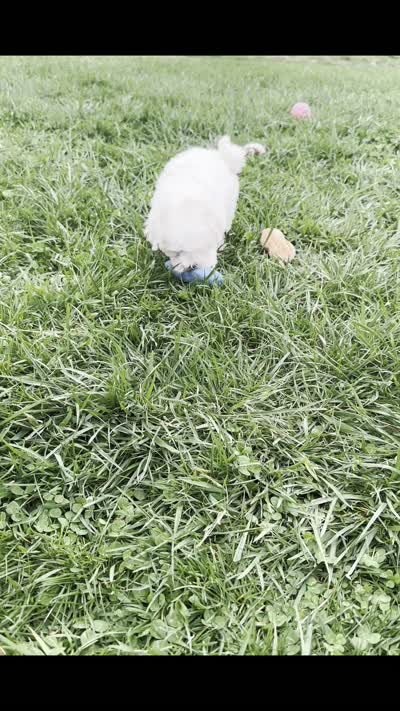Tiny Dink, a male Maltese for sale in Warsaw, IN – 7 of 7