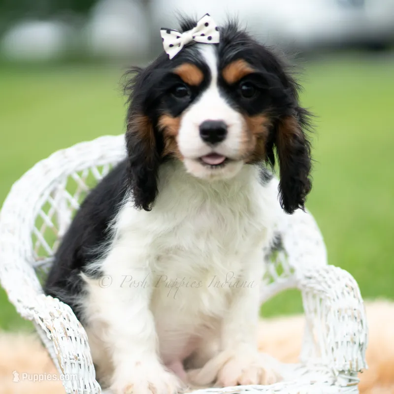 Emmett UABR – Cavalier King Charles Spaniel puppy for sale in Warsaw, IN