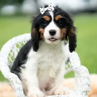 Emmett UABR, a male Cavalier King Charles Spaniel for sale in Warsaw, IN – 1 of 5