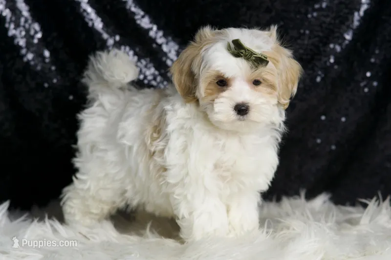 Astro – Maltipoo puppy for sale in Warsaw, IN
