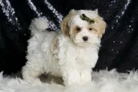 Astro, a male Maltipoo for sale in Warsaw, IN – Photo 1 of 7