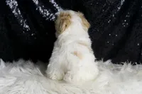 Astro, a male Maltipoo for sale in Warsaw, IN – Photo 7 of 7