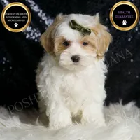 Astro, a male Maltipoo for sale in Warsaw, IN – Photo 2 of 7