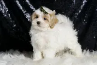 Astro, a male Maltipoo for sale in Warsaw, IN – Photo 5 of 7