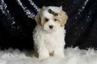 Astro, a male Maltipoo for sale in Warsaw, IN – Photo 6 of 7