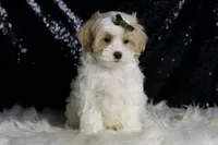 Astro, a male Maltipoo for sale in Warsaw, IN – Photo 4 of 7