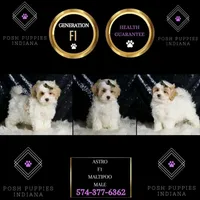 Astro, a male Maltipoo for sale in Warsaw, IN – Photo 3 of 7