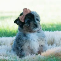 Vera, a female Pomeranian and Poodle - Toy  for sale in Warsaw, IN – 7 of 7