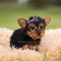 Candy, a female Yorkshire Terrier for sale in Warsaw, IN – 1 of 5
