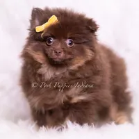 Hershey, a male Pomeranian for sale in Warsaw, IN – 3 of 6