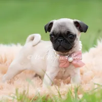 Lovebug, a female Pug for sale in Warsaw, IN – 4 of 6