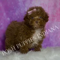 BonBon, a female Maltipoo for sale in Warsaw, IN – Photo 6 of 6