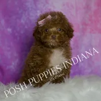 BonBon, a female Maltipoo for sale in Warsaw, IN – Photo 4 of 6