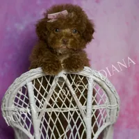 BonBon, a female Maltipoo for sale in Warsaw, IN – Photo 3 of 6