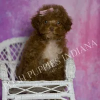 BonBon, a female Maltipoo for sale in Warsaw, IN – Photo 2 of 6