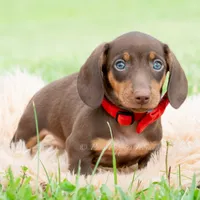 Hawtdog AKC, a male Miniature Dachshund for sale in Warsaw, IN – 3 of 6