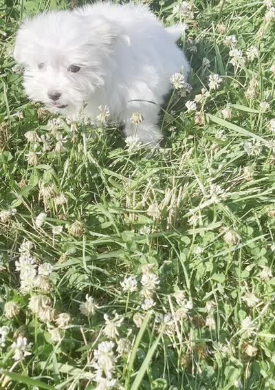 Tulip, a female Maltese for sale in Warsaw, IN – 6 of 8