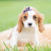 Queenie UABR, a female Cavalier King Charles Spaniel for sale in Warsaw, IN – 4 of 5